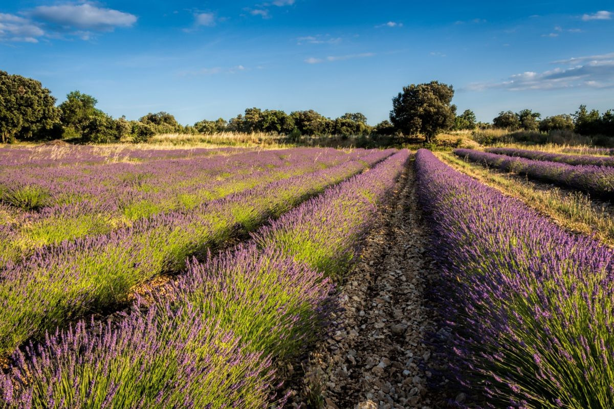 OCCITANIE LANGUEDOC ROUSSILLON