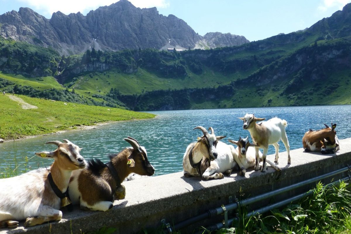 SEJOUR AU CŒUR DU TYROL 